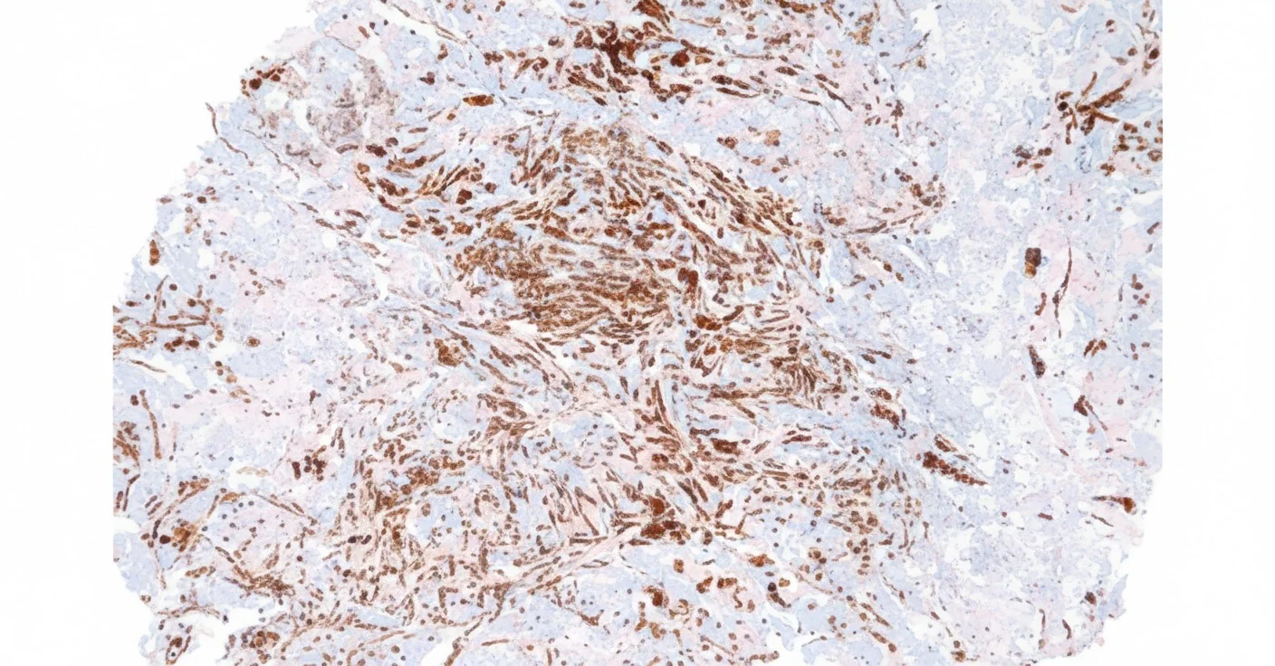 Cellular Segmentation Analysis