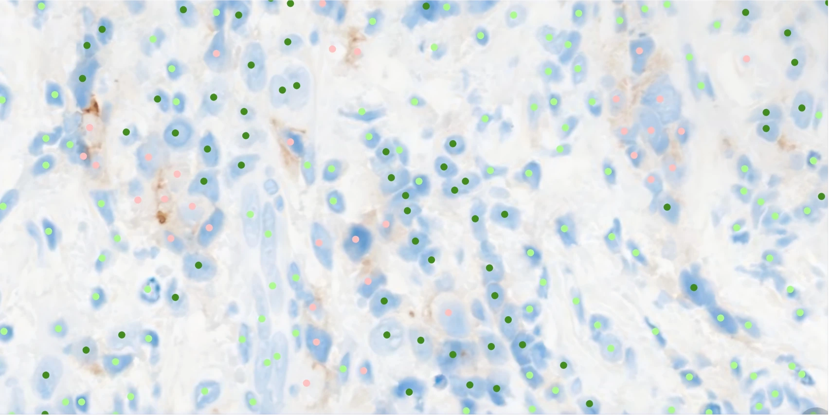 IHC Quantification Interface